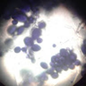 Meet your Posher, Ayman